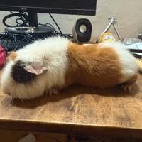 Porcellini d'India - Cavie