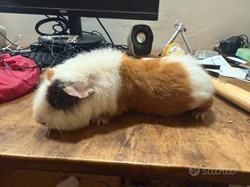 Porcellini d'India - Cavie