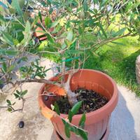 ulivo bonsai 