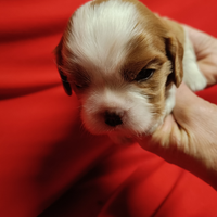 Cuccioli cavalier king pedigree
