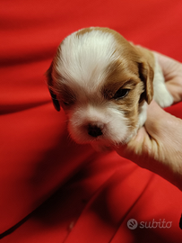 Cuccioli cavalier king pedigree