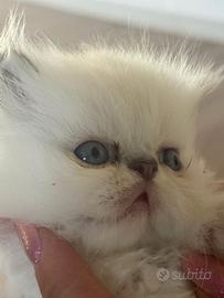 Gatto persiano