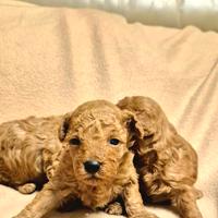 Cuccioli barboncino red