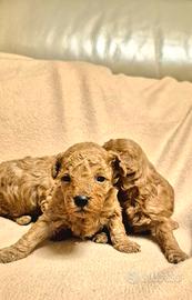 Cuccioli barboncino red