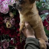 Monta chihuahua maschio