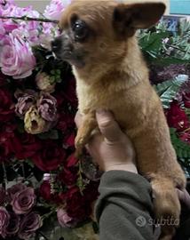 Monta chihuahua maschio