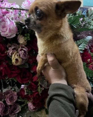 Monta chihuahua maschio