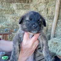 Cuccioli taglia media