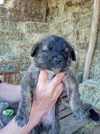 Cuccioli taglia media