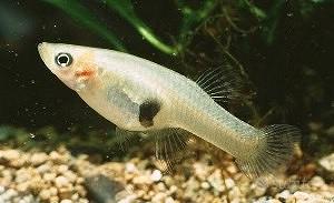 Pesce gambusia