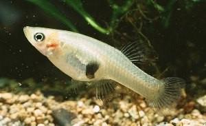 Pesce gambusia