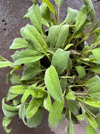 Erba amara aromatica Tanacetum balsamita