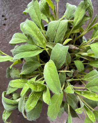 Erba amara aromatica Tanacetum balsamita