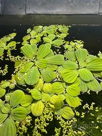 Piante acquario