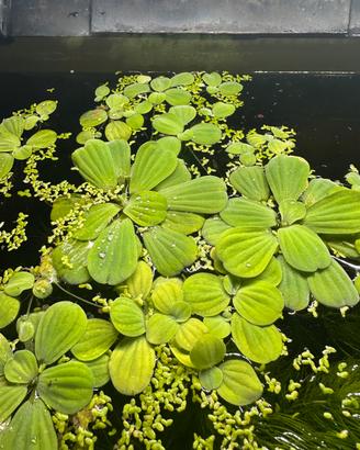 Piante acquario