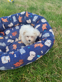 Cucciola maltese toy