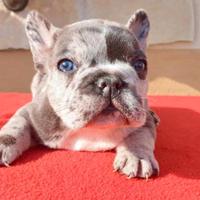Bulldog francese liliac merle maschio