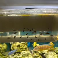 Ciclidi malawi avanotti