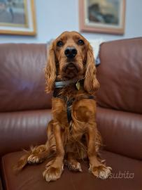 Cocker Spaniel per accoppiamento