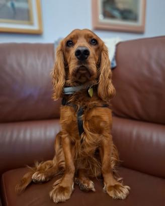 Cocker Spaniel per accoppiamento