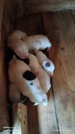 Cuccioli di jack Russell