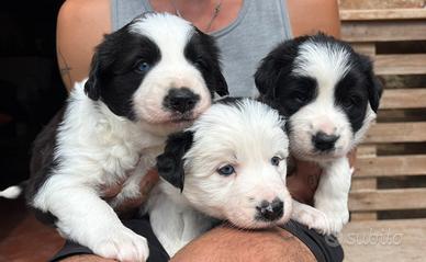 Cuccioli Border Collie Linea da lavoro