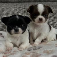 Chihuahua pelo lungo