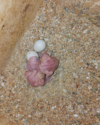 Pappagalli
