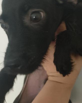 Cagnolino taglia piccola