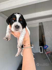 Cuccioli Setter Inglese -- Alta Linea da Caccia