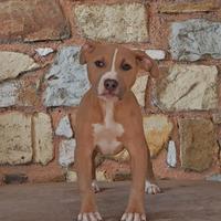 Cucciola Pitbull Blue Fawn - pronta subito