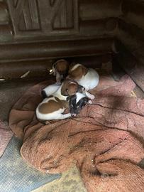 Cuccioli jack russel