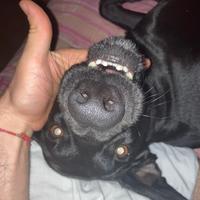 Bracco Microchippato, 4 anni, Non sterilizzato