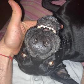 Bracco Microchippato, 4 anni, Non sterilizzato