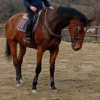 Cavallo sella italiano da salto