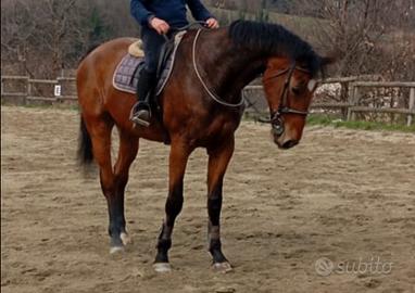 Cavallo sella italiano da salto