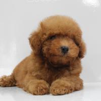 Barboncino fulvo disponibile