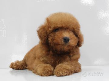 Barboncino fulvo disponibile