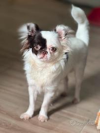 Chihuahua per accoppiamento