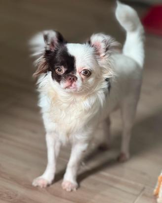 Chihuahua per accoppiamento