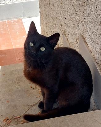 Dolcissimo gatto nero