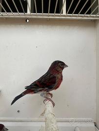 Ibridi MASCHI di Cardinalino del Venezuela