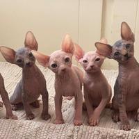 Canadian sphynx