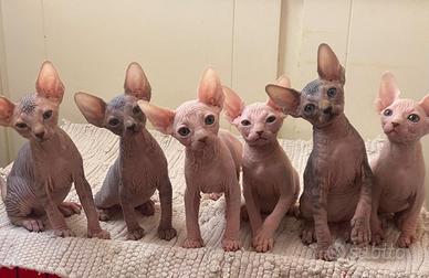 Canadian sphynx