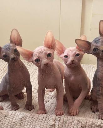 Canadian sphynx