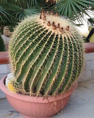 Pianta grassa