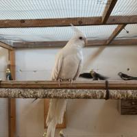 Calopsite da riproduzione