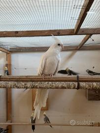 Calopsite da riproduzione