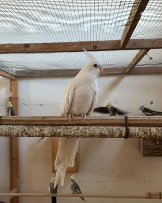 Calopsite da riproduzione