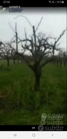 Terreno agricolo 4000 mq